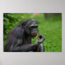 Suche nach bonobo poster Primat
