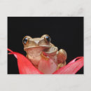 Suche nach froschpostkarte Niedlicher frosch