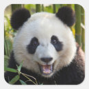 Suche nach bambus aufkleber China