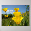 Suche nach orange mohnblume poster Für sie