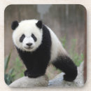 Suche nach panda baby untersetzer Riesenpanda