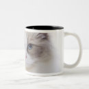 Suche nach ragdoll katze tassen Tier