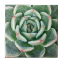 Suche nach succulents fliesen Blume