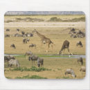 Suche nach zebras mousepads Natur