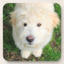 Suche nach kamera untersetzer Welpe