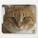 Suche nach tigerkatze mousepads Kätzchen