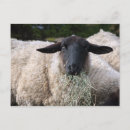 Suche nach lustige schafe postkarten Nutztier