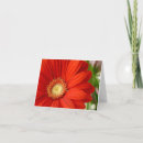 Suche nach orange gerbera karten Natur