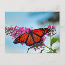 Suche nach orange schmetterling postkarten Schön