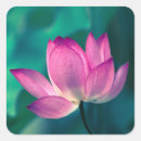 Suche nach lotos blume aufkleber Pflanze
