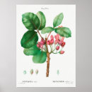 Suche nach vintage flower poster Rose