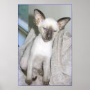 Suche nach siamesische katzen poster Siegel