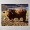 Suche nach highland cattle poster Stier
