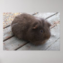 Suche nach guinea pig poster Tiere