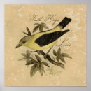 Suche nach songbird poster Vögel