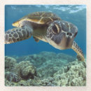 Suche nach blauer hintergrund untersetzer Tier