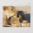 Suche nach afrikanische löwen postkarten Baby