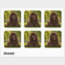 Suche nach designerhund Welpen