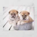 Suche nach shiba inu welpe poster Tiere