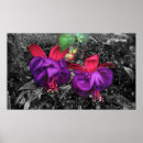 Suche nach fuchsie kunst Blüte