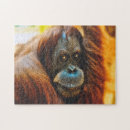 Suche nach orangutan poster Tier