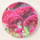 Suche nach pinkfarbene untersetzer Blume