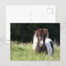 Suche nach shetland pony postkarten Hengst