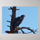 Suche nach kondor poster Vogelvogel