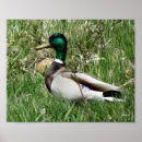 Suche nach drake poster Enten