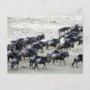 Suche nach gnu postkarten Wildnis