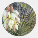 Suche nach yucca aufkleber Usa