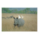 Suche nach nashorn poster Gefährdet