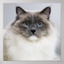 Suche nach ragdoll katzen poster Niedlich