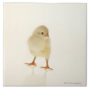 Suche nach junges tier fliesen Natur