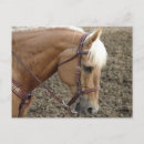 Suche nach palomino postkarten Angel