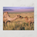Suche nach mongolei poster Natur