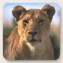 Suche nach löwen untersetzer Dschungel