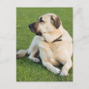 Suche nach anatolisch poster Hund