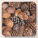 Suche nach bristlecone kiefer Don paulson