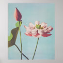 Suche nach lotus blüte poster Blume