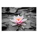 Suche nach flöhe poster Pflanze