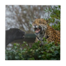 Suche nach jaguar fliesen Große katze