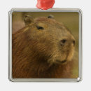 Suche nach capybara ornamente Südamerika