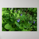 Suche nach purples poster Blume