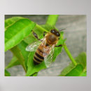 Suche nach honig poster Biene