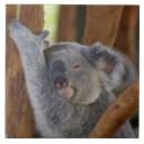 Suche nach koala fliesen Tier