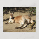 Suche nach känguru postkarten Roo