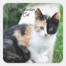 Suche nach phantom aufkleber Katze