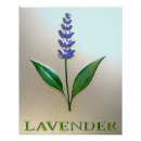 Suche nach lavendel blumen poster Elegant