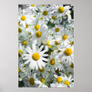 Suche nach kamille poster Natur